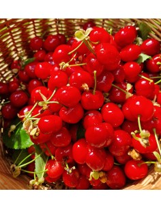 Cerezas Ecológicas de Bolea