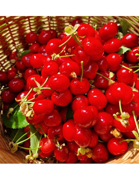 Cerezas CELI de Bolea