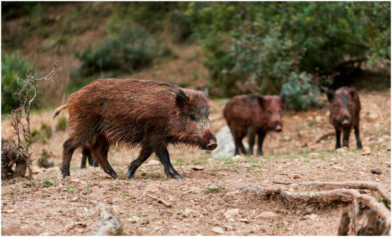 jabalíes